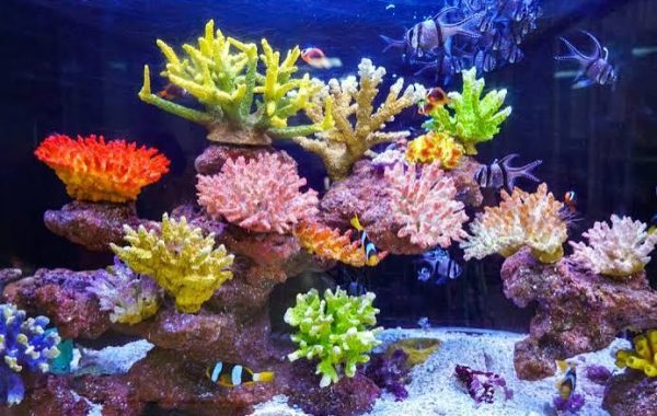 Deniz akvaryumlarında saf suyun önemi nedir ?