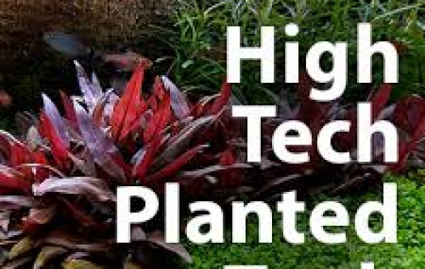 High Tech Akvaryumlarda saf suyun önemi nedir ?